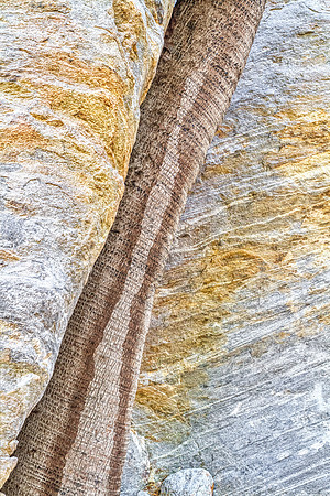 Palm and Rock
