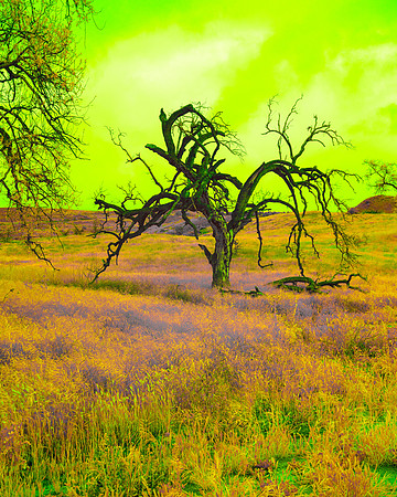 Cheseboro Canyon, CA